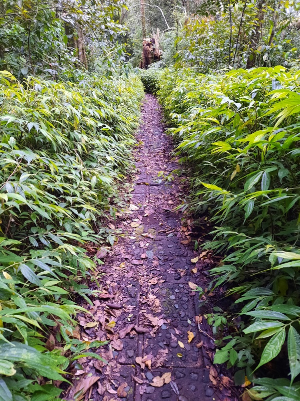 Jalur pendakian ke Puncak Mangu dari Pelaga.