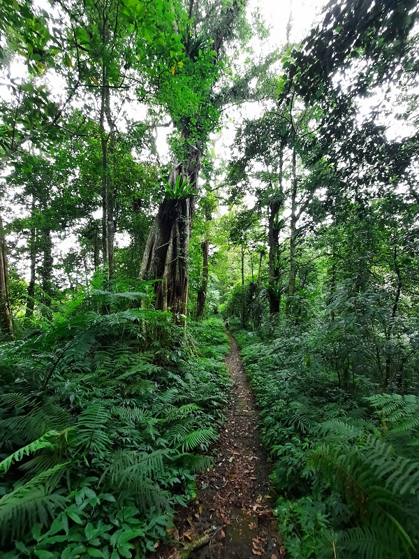 Jalur pendakian ke Puncak Mangu dari Pelaga.