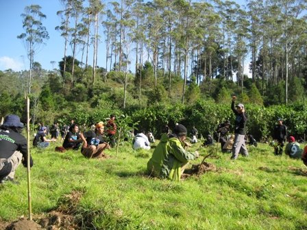 Pembibitan 1000 pohon eucaliptus