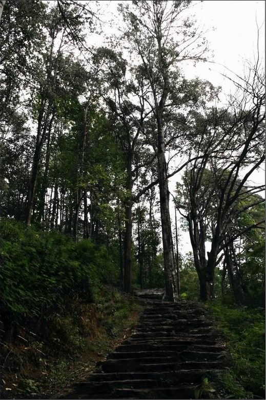 Salah Satu Setapak di Kawasan Tahura