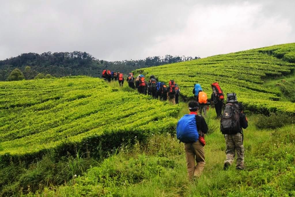 Barisan siswa menyusuri kebun teh
