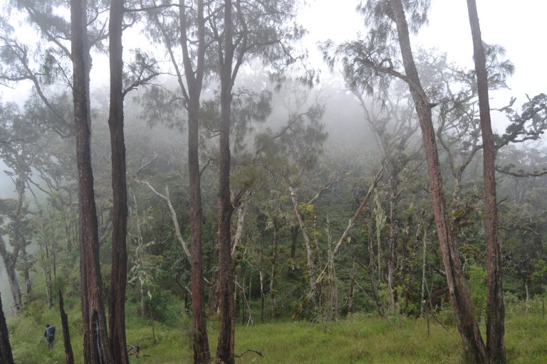 Kabut perlahan mulai datang menyelimuti hutan lumut.