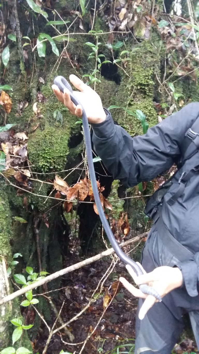 Cacing Sondari sepanjang lengan tangan