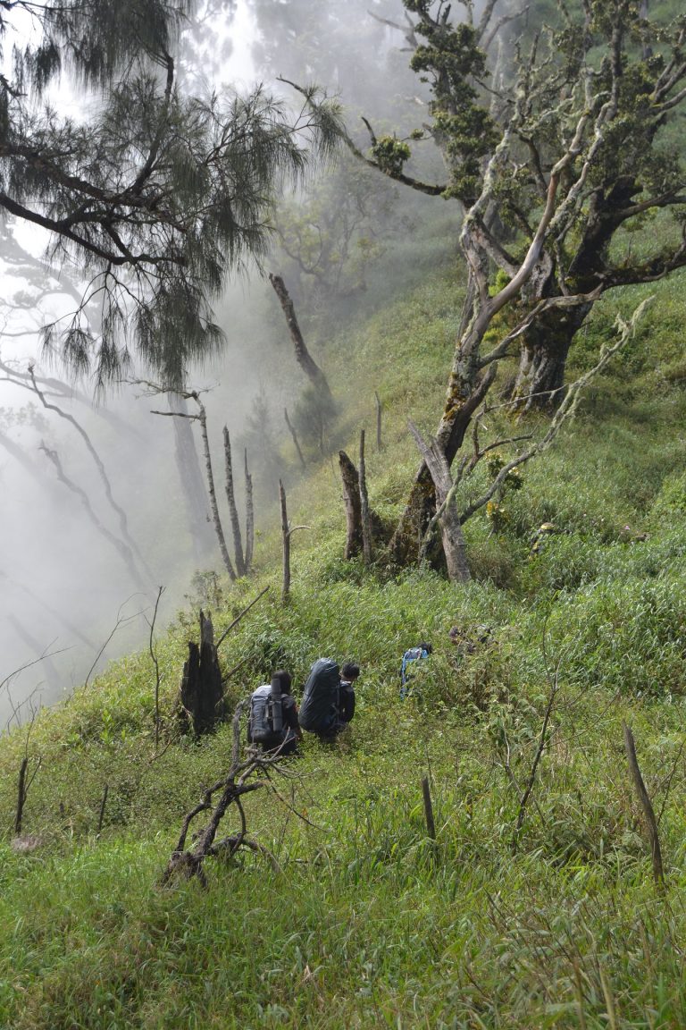 Jalur menuju hutan lumut