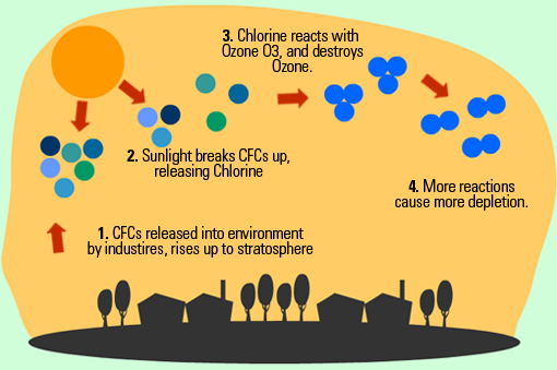 ozon-cycle