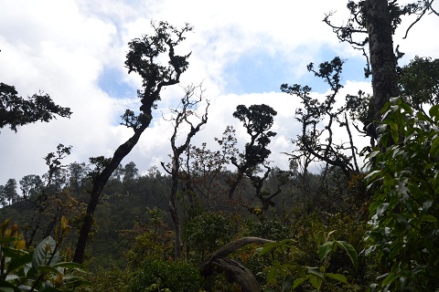 Hutan Lumut