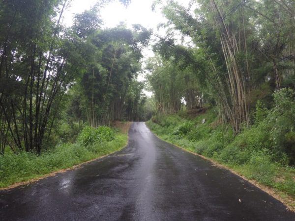 Sepanjang jalan menuju kampung Bena dipenuhi tumbuhan bambu.