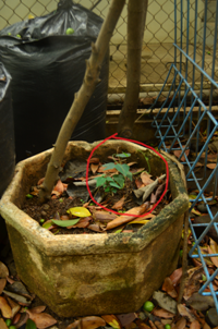 Cincau2.png