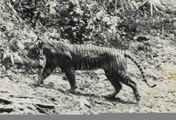 Foto Harimau Jawa yang Diambil pada Tahun 1938