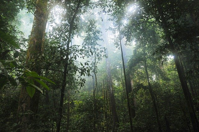 120 Tahun Hutan Indonesia Baru Pulih