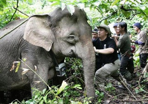 Petugas TNWK sedang melakukan kontrol terhadap salah satu gajah di TNWK agar tidak sampai merusak lahan atau lingkungan penduduk