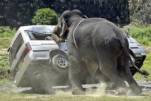 Gajah Ngamuk, salah satu kondisi yang tidak diinginkan penduduk. masih banyaknya gajah liar