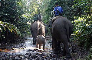 Patroli rutin bersama gajah untuk mencagah dan melarang praktik pengrusakan lingkungan