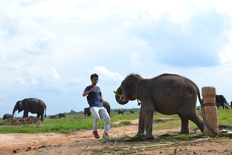 Mencoba menarik perhatian gajah lebih dekat membutuhkan pendekatan yang tidak begitu mudah bagi orang awam