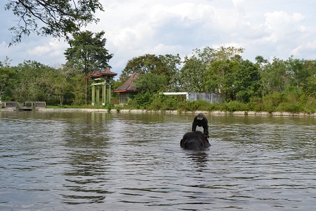 Seekor gajah sedang dimandikan oleh salah seorang pelatih gajah
