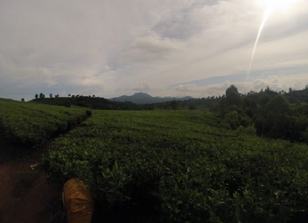Penampakan Gunung Kendang dari kebun teh