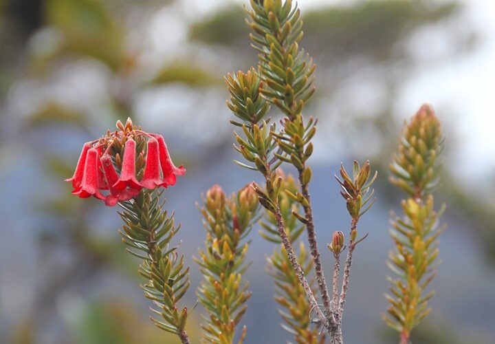 Leuser (Bagian 12: Padang Sari Bulan)