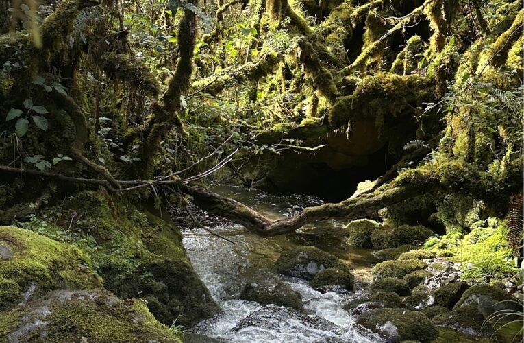 Leuser (Bagian 11: Separuh Perjalanan)
